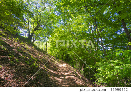 在新鮮的綠色Seki Hachisu Miharudai附近的一條山道路 53999532