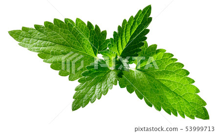 Catnip leaves n. cataria, paths 53999713