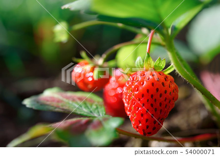Fresh ripe strawberries in the garden 54000071