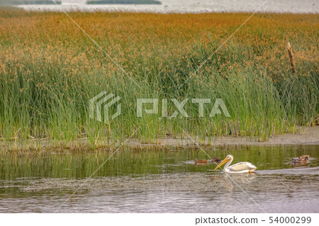 Lake Utah with birds and grasses on a sunny day Lake Utah with birds and grasses on a sunny day 54000299
