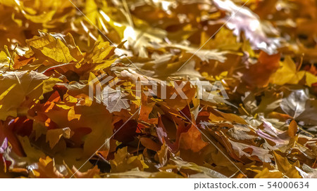 Heap of maple leaves on the ground lit by sunlight 54000634