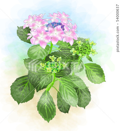 hydrangea   54000637