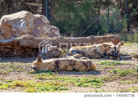 Lazy African Wild Dogs 54000736