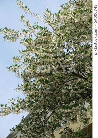安息香花 安息香花 54000749