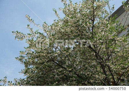 安息香花 安息香花 54000750