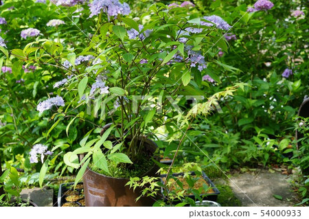 Koke bonsai material background Shinonome no Sato Izumi City Kagoshima Prefecture 54000933