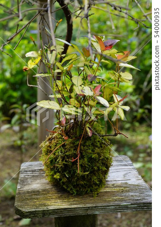 Koke bonsai material background Shinonome no Sato Izumi City Kagoshima Prefecture 54000935