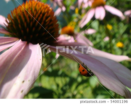 Red ladybug on Echinacea flower, ladybird creeps 54001196