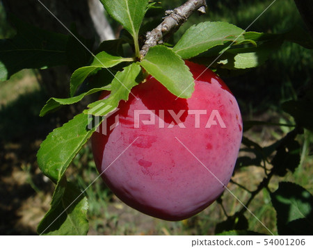Closeup of delicious ripe plums on tree branch in 54001206
