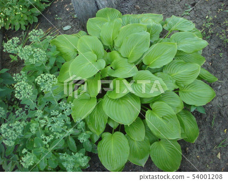 Green hosta (Hosta lancifolia) leaves in summer 54001208