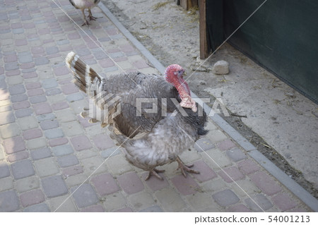Motley home Turkey walking around the yard Motley home Turkey walking around the yard 54001213