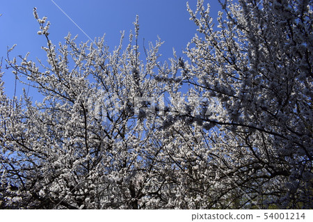Cherry Tree Flowers Spring Blossom 54001214