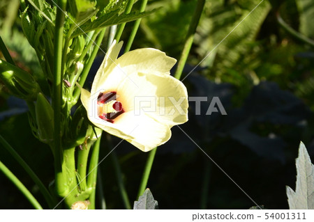 Okra's Flower Okra's Flower 54001311