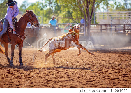 Calf Roping Competition At An Australian Rodeo 54001621