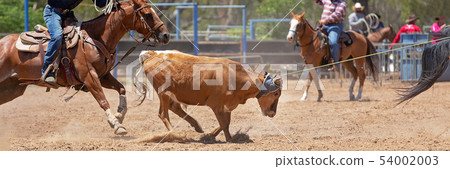 Rodeo Cowboy Team Calf Roping Competition Rodeo Cowboy Team Calf Roping Competition 54002003