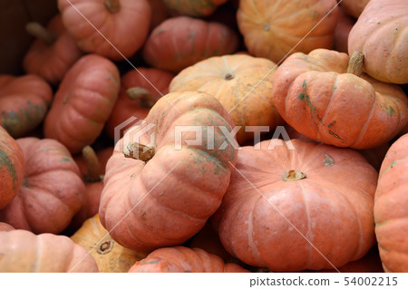 Fresh large healthy bio pumpkins on farmer 54002215