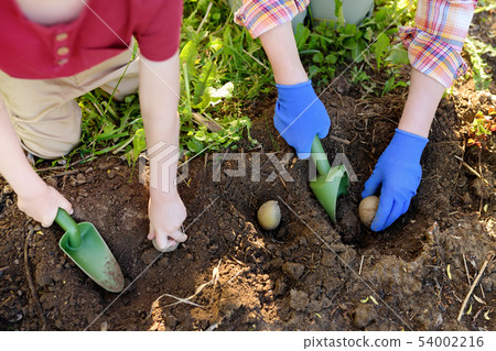 Little boy and woman planting potatoes in the Little boy and woman planting potatoes in the 54002216