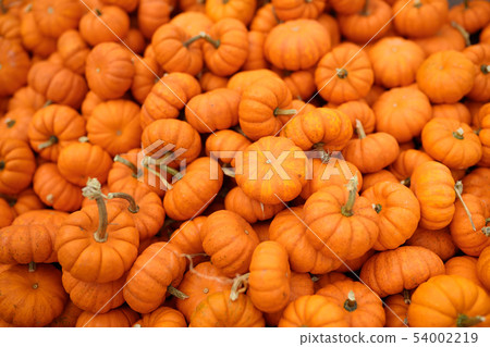 Fresh healthy bio pumpkins on farmer agricultural 54002219