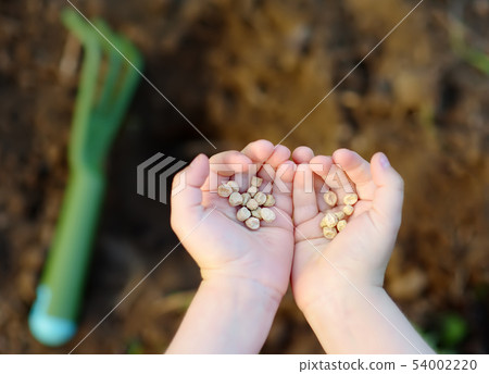 Little child plants pea seeds in bed in the garden Little child plants pea seeds in bed in the garden 54002220
