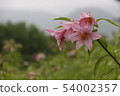 Lily  54002357