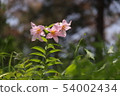 Lily  54002434
