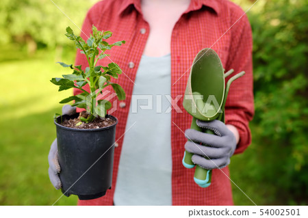 Young woman holding gardening tools and seedling Young woman holding gardening tools and seedling 54002501