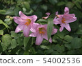 Lily  54002536