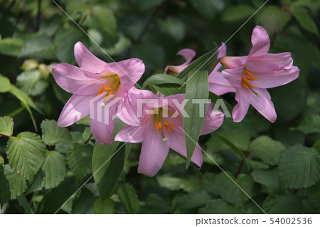Lily  54002536