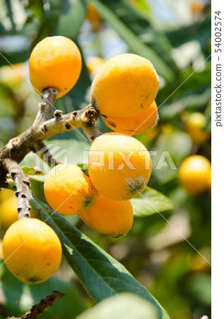 Loquat 54002574