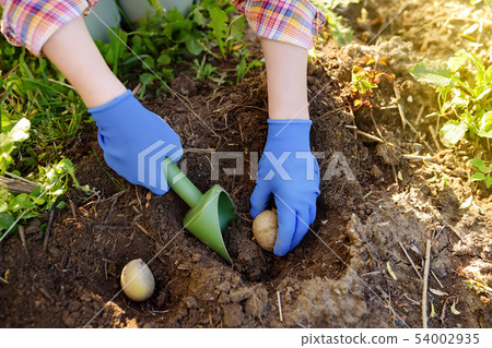 Woman planting potatoes in the backyard Woman planting potatoes in the backyard 54002935