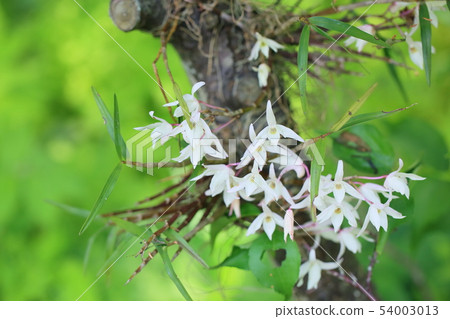 Sekkoku flower 54003013