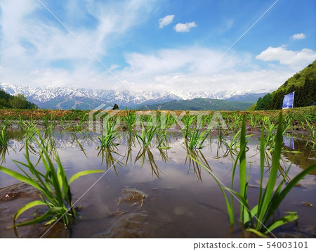 Snowy mountain and rice planting Snowy mountain and rice planting 54003101