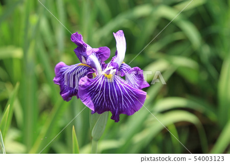 Flowers bloomed in the waterside Flowers bloomed in the waterside 54003123