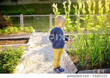 Little child is in community kitchen garden. Little child is in community kitchen garden. 54003125