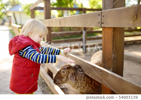 Little boy petting sheep. Child in petting zoo. 54003139