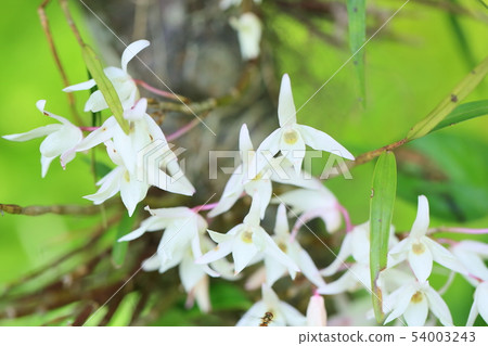 Sekkoku flower 54003243