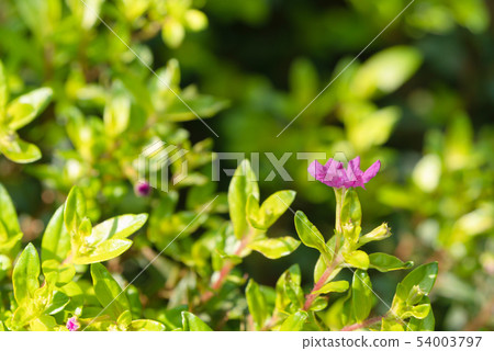 False Heather or Elfin Herb with blurred False Heather or Elfin Herb with blurred 54003797
