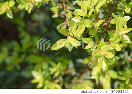 Cuphea hyssopifolia Kunth with sunlight and copy 54003801