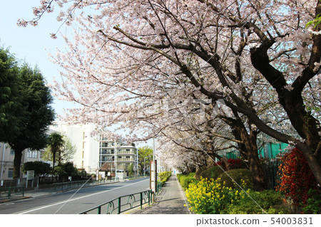 Konohana公園附近的櫻花 54003831