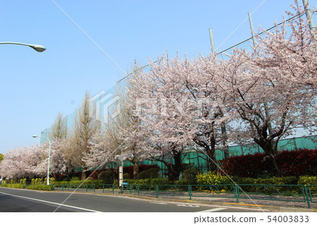 Cherry blossoms near Konohana Park Cherry blossoms near Konohana Park 54003833