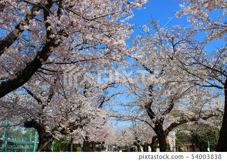 Haneki公園的櫻花 Haneki公園的櫻花 54003838