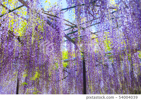  Wisteria flowers 54004039