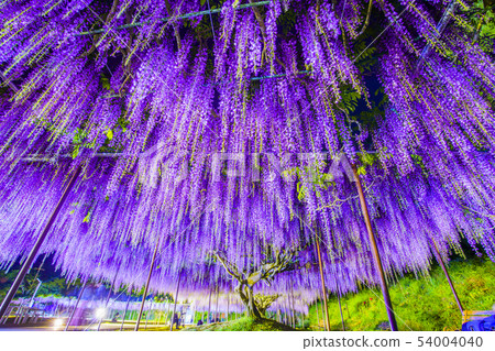 Wisteria flower, light up 54004040