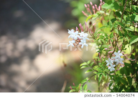 Jasmine's Flower 54004074