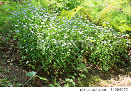 Flowers of Miyamayomeena Flowers of Miyamayomeena 54004075