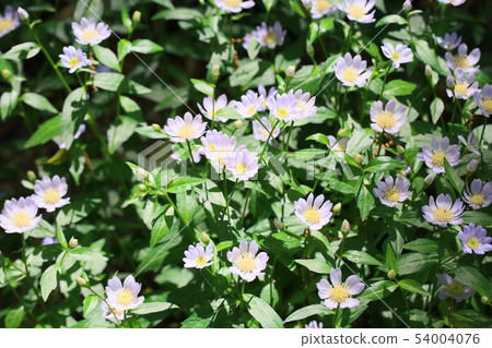 Miyamayomeena的花朵 Miyamayomeena的花朵 54004076