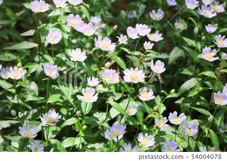 Flowers of Miyamayomeena 54004078