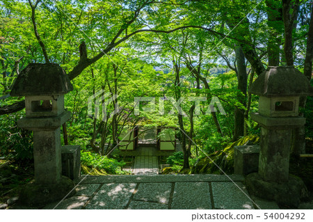 Kyoto Tokiwakoji Fresh green 54004292