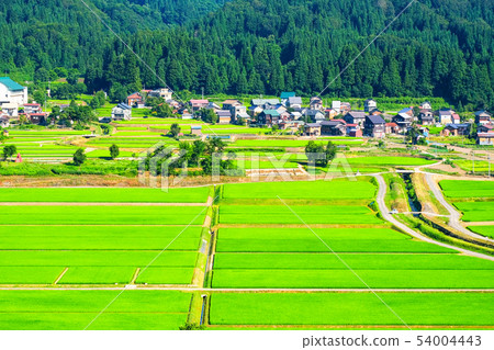 Summer rural landscape (July) 54004443