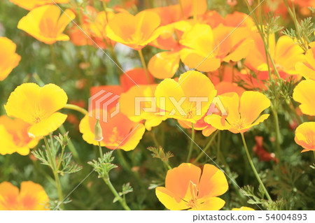 Poppy flower 54004893